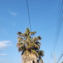 카프리애월민박 이미지