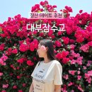 아신역전~터널안 | [대부잠수교] 경산 장미터널 위치 주차장 / 경산 데이트