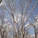 차돌배기로 이미지