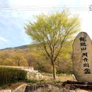 금창초등학교 | 전북 용궐산 산행기와 봄꽃 풍경🌸