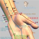 소상(少商)-LU11 : 정목혈 이미지