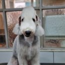 솜솜 애견미용 이미지