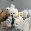 모여라댕댕이 이미지