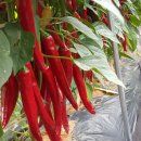 오가네 농장 이미지