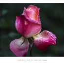 조선대(장미원) 이미지