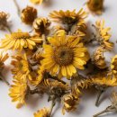 구절초로 | 구절초 효능 알아보기