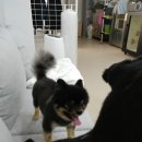 더도그맨션 이미지