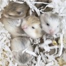 스프링 햄스터 이미지