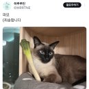 더블마트 네이버블로그