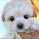 펫365 강아지분양 고양이분양 전주본점 | 펫365 강아지분양 고양이분양, 전주에서 믿을 수 있는 반려동물 분양 이야기