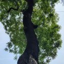 구름이 쉬는 나무 이미지