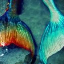 연어의고향 이미지