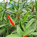 산내골농장 이미지