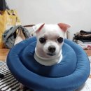 말티즈 강아지를 찾습니다. 대전시 서구 갈마동 동산아파트(거주지) 또는 둔산동 녹원아파트 근처~! 이미지