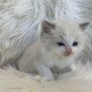 도그마루 강아지 고양이 양산화명점 이미지