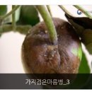 받은 자료와 NCPMS에 나와있는 것과 내용이 달라요 과수화상병? 줄기마름? 줄기썩음? 이미지