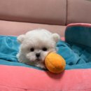 럽댕 강아지분양 이미지