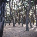 배동삼릉 이미지