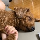 부어치킨카톨릭점