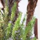 옵타티오 이미지