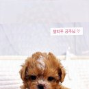 펫아미 강아지분양 고양이분양 동탄점 이미지