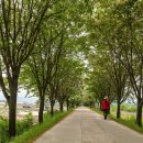 이팝나무길 이미지