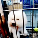 도그앤 제이 이미지