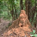 나비채 하우스 | 6/23~6/30 치앙마이 정글 연수 후기