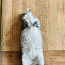 잔다냥 | [집사 생활] 잔다냥 수원점 _ 고양이 무마취 미용 후기