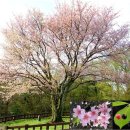 제주도? 일본?…왕벚나무 원산지 110년 논란 종지부 이미지