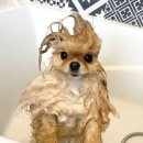 삼복마트 | 8월 일상 (1) l 삼복냉면, 쑥꽈배기, 파주 이마트 다이소, 블랙써클 뚜따, 하겐다즈 아이스크림 케이크...