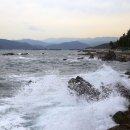 솔숲과 바다 이미지