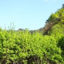 진동리의 아침 이미지