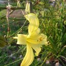 대연수목전시원 이미지