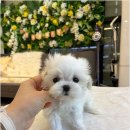 버디독 강아지분양 안심분양센터 부천점 네이버블로그