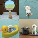 골드휴매점 | 풀스테이 스테이펫 홍천 애견동반 풀빌라 27평형 객실 후기