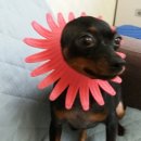 개바라기 이미지