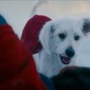 망토 두른 강아지 이미지