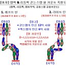 <<삼삼박구조 /초보용>> 탭짝, 리듬짝, 탭지루박 공용스탭... 이미지