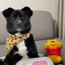 포퍼피(FOR PUPPY) 이미지