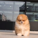 댕댕이# | 경기도광주강아지분양 믿을 수 있는 곳에서 만난 내 최애 댕댕이 후기