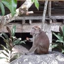 바콜로드 골프 투어 나 골프 전지훈련을 오셔서 보실수 있는 바콜로드 원숭이 이미지