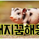 돼지꿈 - 충주시 행정10길 14 | 돼지꿈