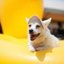 도그 스포지움 이미지