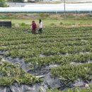 다모아농장 이미지