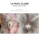 내성동물병원 | 역삼동동물병원, 강아지 항생제가 더이상 듣지않을 때 최선의 방법은?