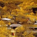 우정매향 이미지