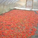 신안농장 이미지