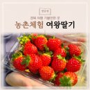 별밤농장 | 경북 고령 가볼만한 곳 아이와 딸기따기 체험 여왕딸기