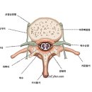 Re:노을녁님의 요통과 좌골 신경통 혈자리 관련 질문입니다 이미지